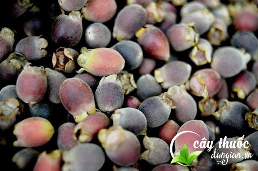 Mua quả sim tím tại Cây Thuốc Dân Gian an toàn, chất lượng